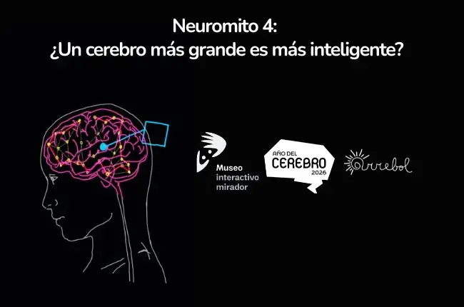 Neuromitos #4: ¿Un cerebro más grande es más inteligente?