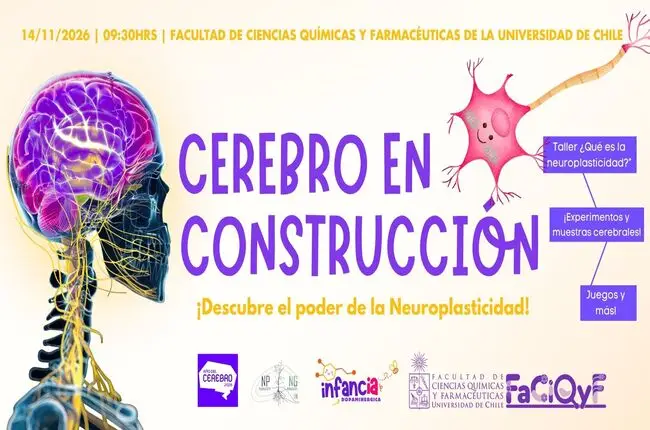 Cerebro en construcción: ¡Descubre el poder de la neuroplasticidad!